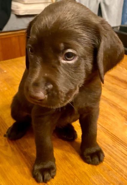 Duke the pup.JPG